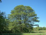 Aulne noir ({alnus glutosina}) 