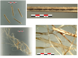 Analyse des fibres de rembourrage. Vue sous binoculaire