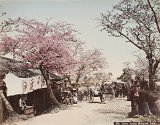 Atelier de Kusakabe Kimbei, {L'Avenue des cerisiers à Tokyo}, 1880-1903