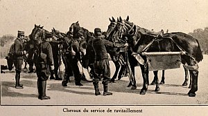 Chevaux du service de ravitaillement, vers 1914