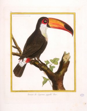 « Toucan de Cayenne appelé Toco », gravure de François-Nicolas Martinet illustrant l'Histoire naturelle des oiseaux de Georges-Louis Buffon, 1771-1786