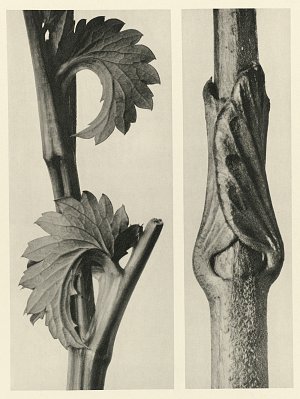 Karl Blossfeldt, « Urformen der Kunst », 1928